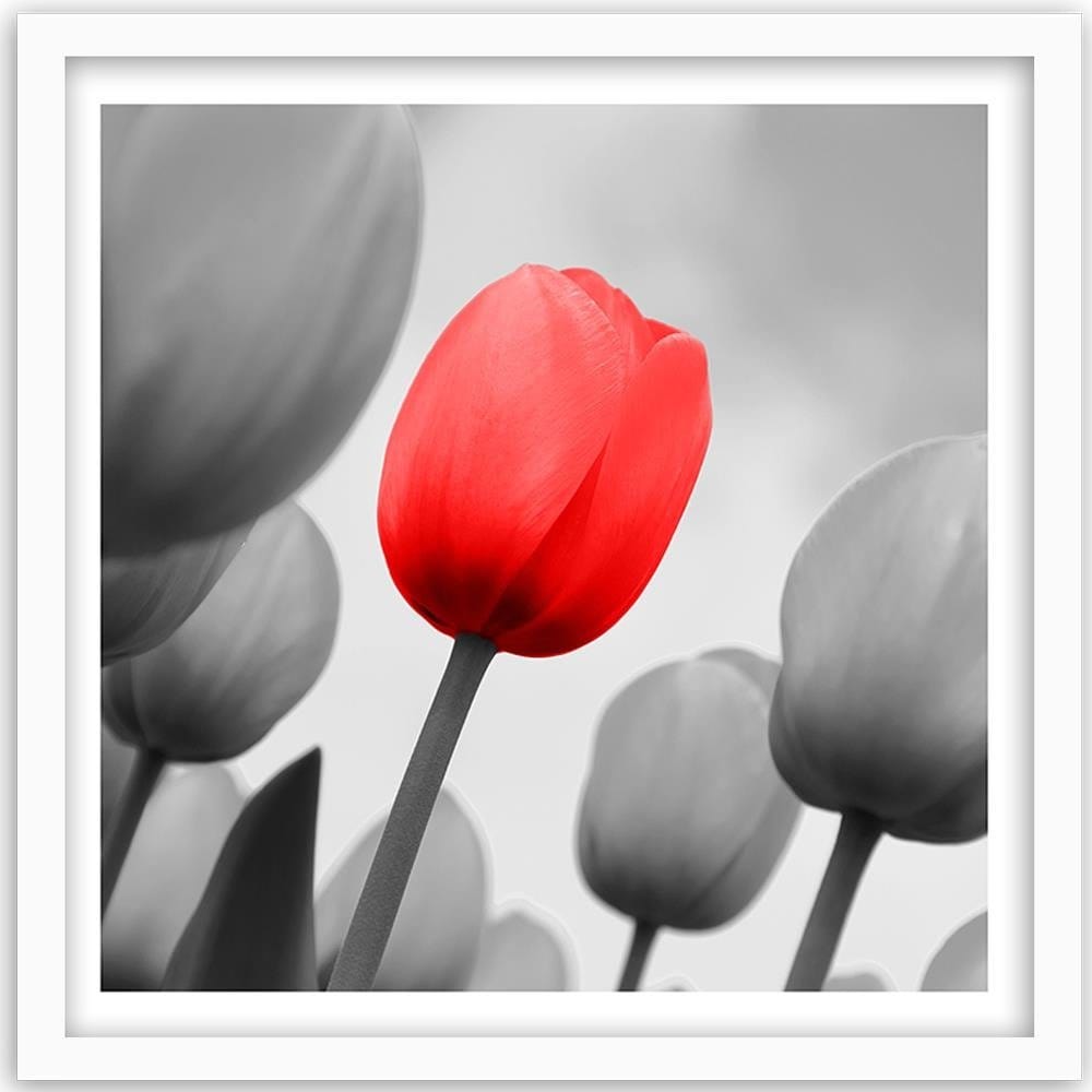 Glezna baltā rāmī - Red Tulip In Gray  Home Trends DECO
