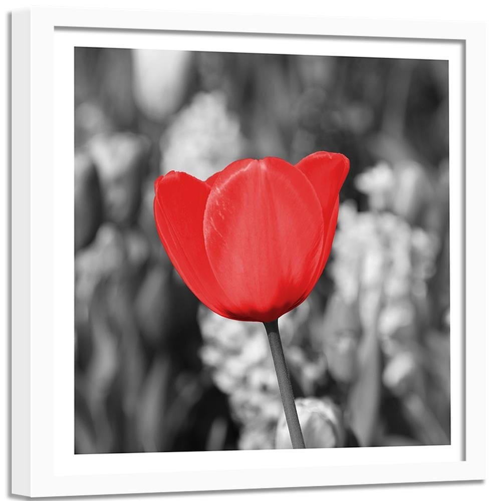 Glezna baltā rāmī - Red Tulip On The Meadow  Home Trends DECO