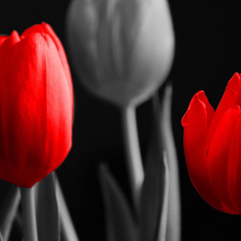 Glezna baltā rāmī - Red Tulips  Home Trends DECO