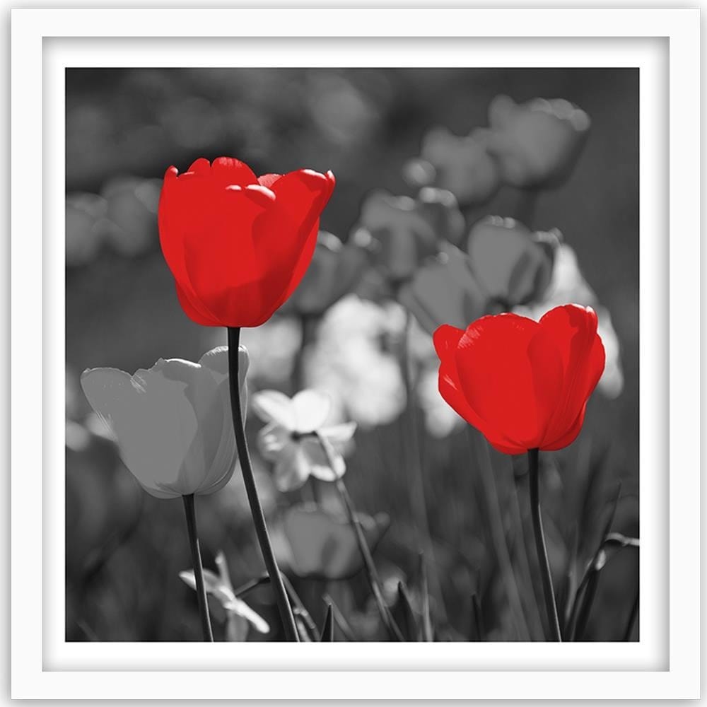 Glezna baltā rāmī - Red Tulips In Gray  Home Trends DECO