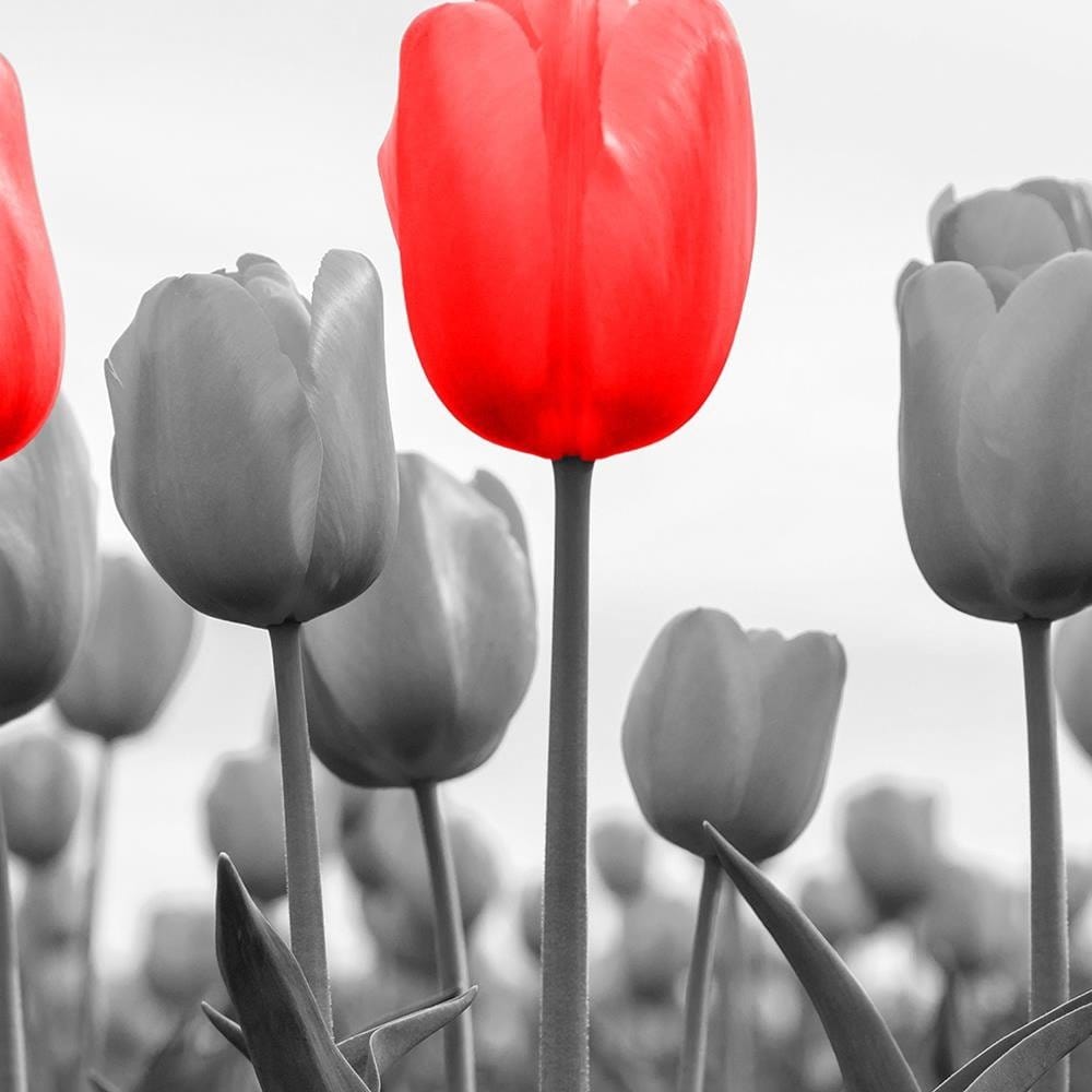 Glezna baltā rāmī - Red Tulips On The Meadow  Home Trends DECO