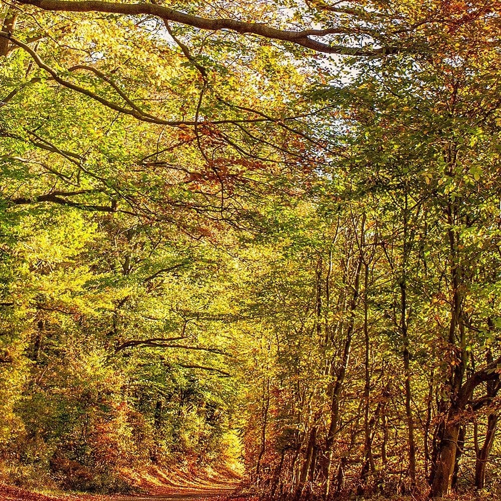 Glezna baltā rāmī - Road In The Autumn Forest  Home Trends DECO