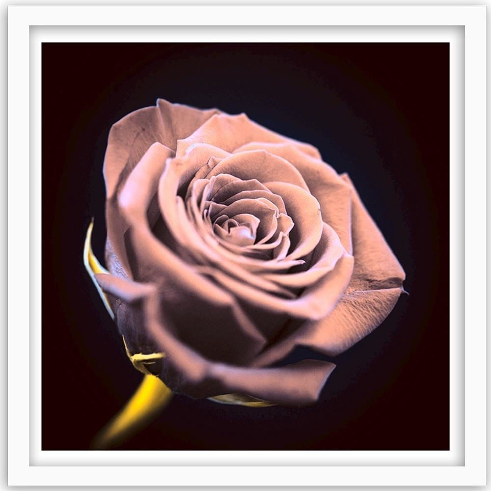 Glezna baltā rāmī - Rose In The Dark  Home Trends DECO