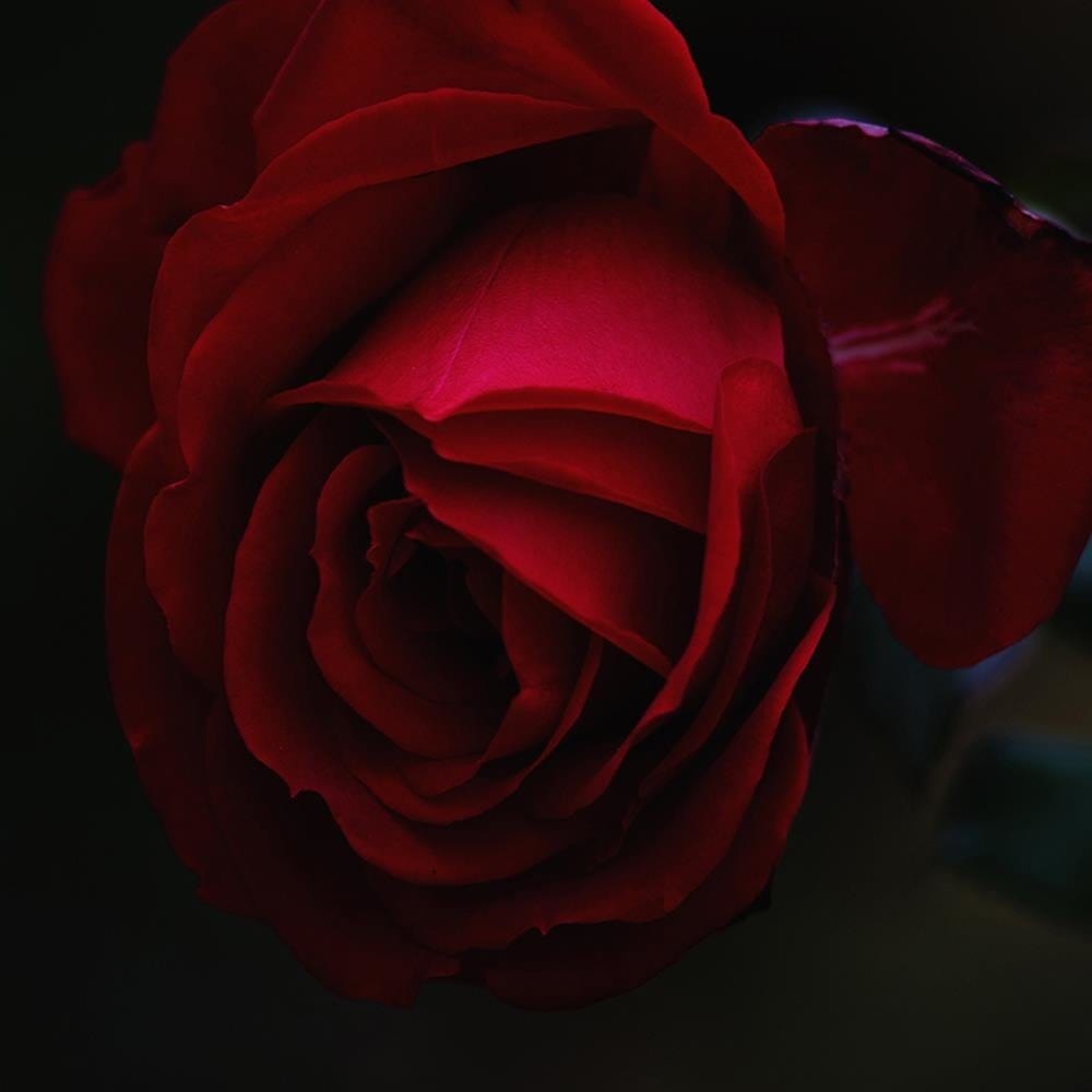Glezna baltā rāmī - Rose On A Black Background  Home Trends DECO