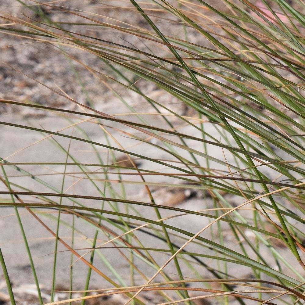 Glezna baltā rāmī - Sea Grass  Home Trends DECO