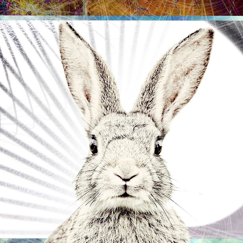 Glezna baltā rāmī - Shy Rabbit  Home Trends DECO