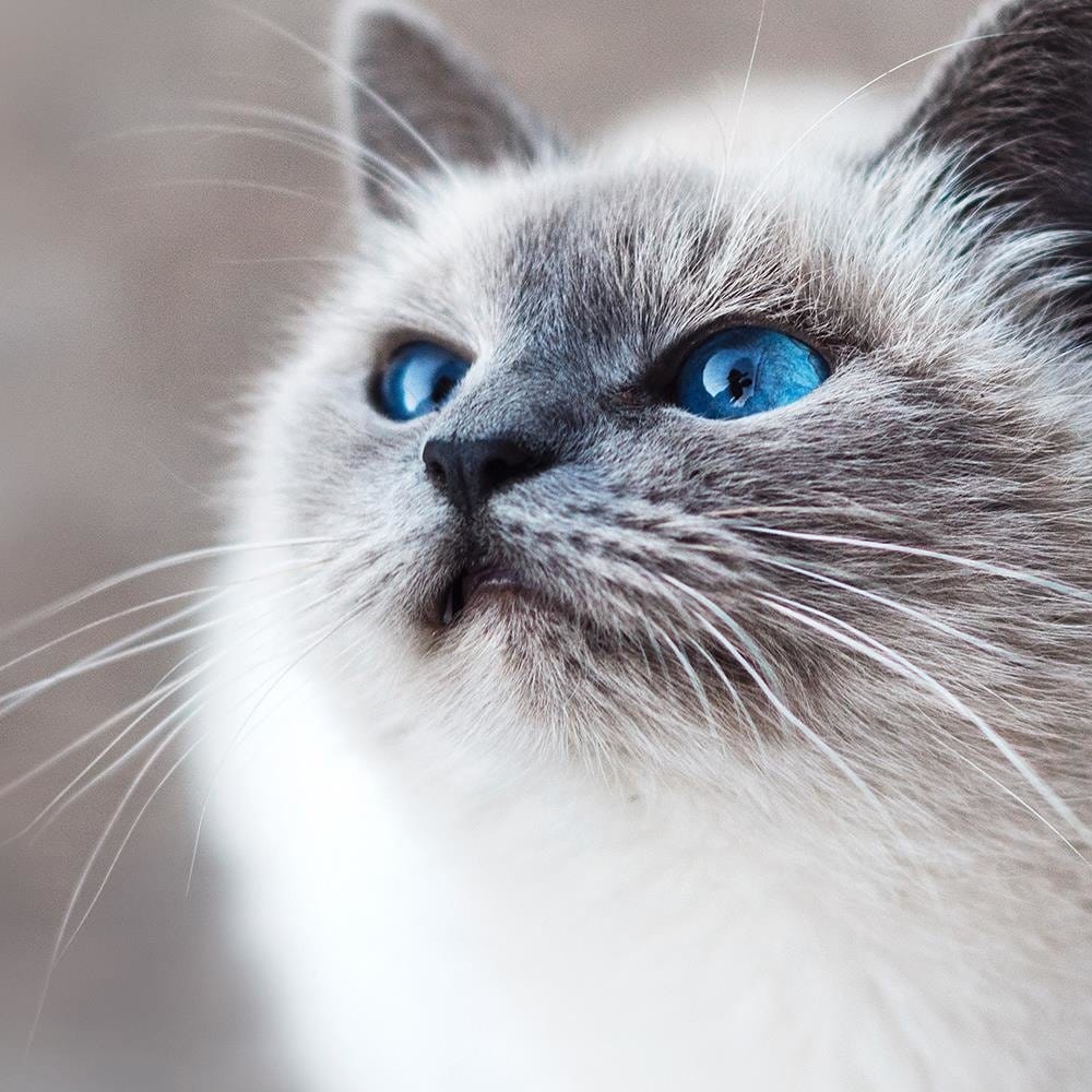 Glezna baltā rāmī - Siberian Cat  Home Trends DECO