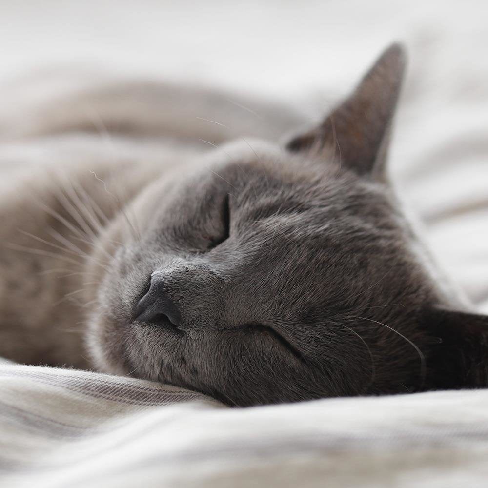 Glezna baltā rāmī - Sleepy Cat  Home Trends DECO