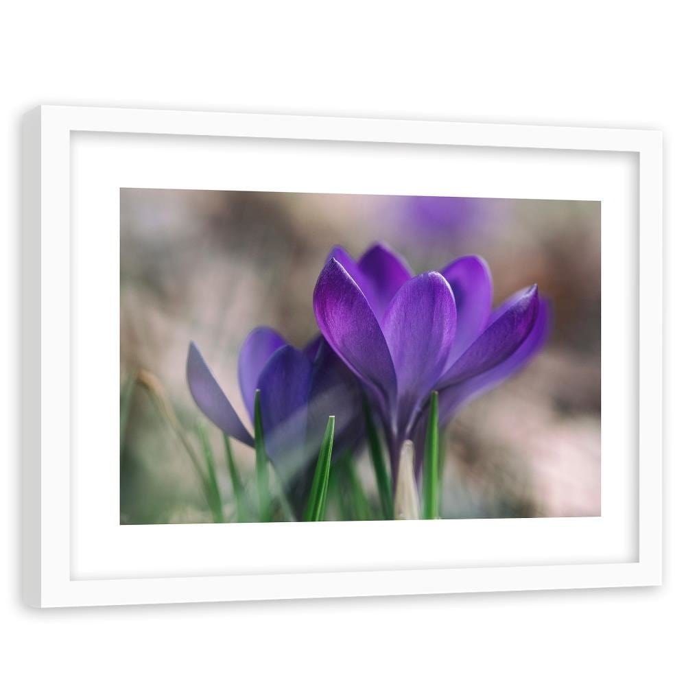 Glezna baltā rāmī - Spring Crocuses  Home Trends DECO