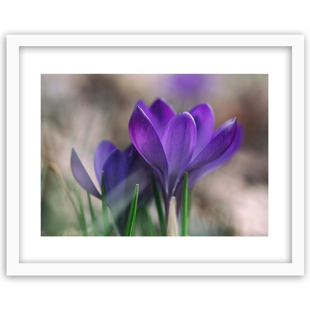 Glezna baltā rāmī - Spring Crocuses  Home Trends DECO