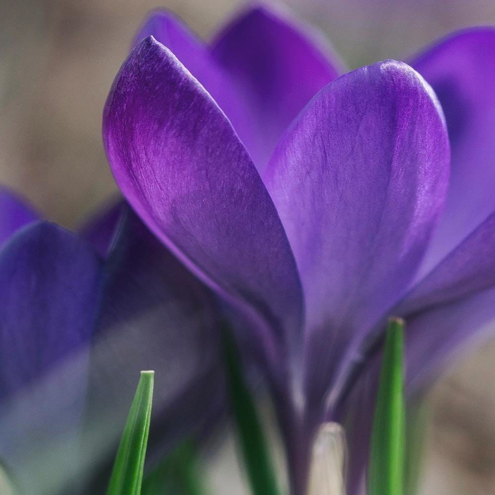 Glezna baltā rāmī - Spring Crocuses  Home Trends DECO