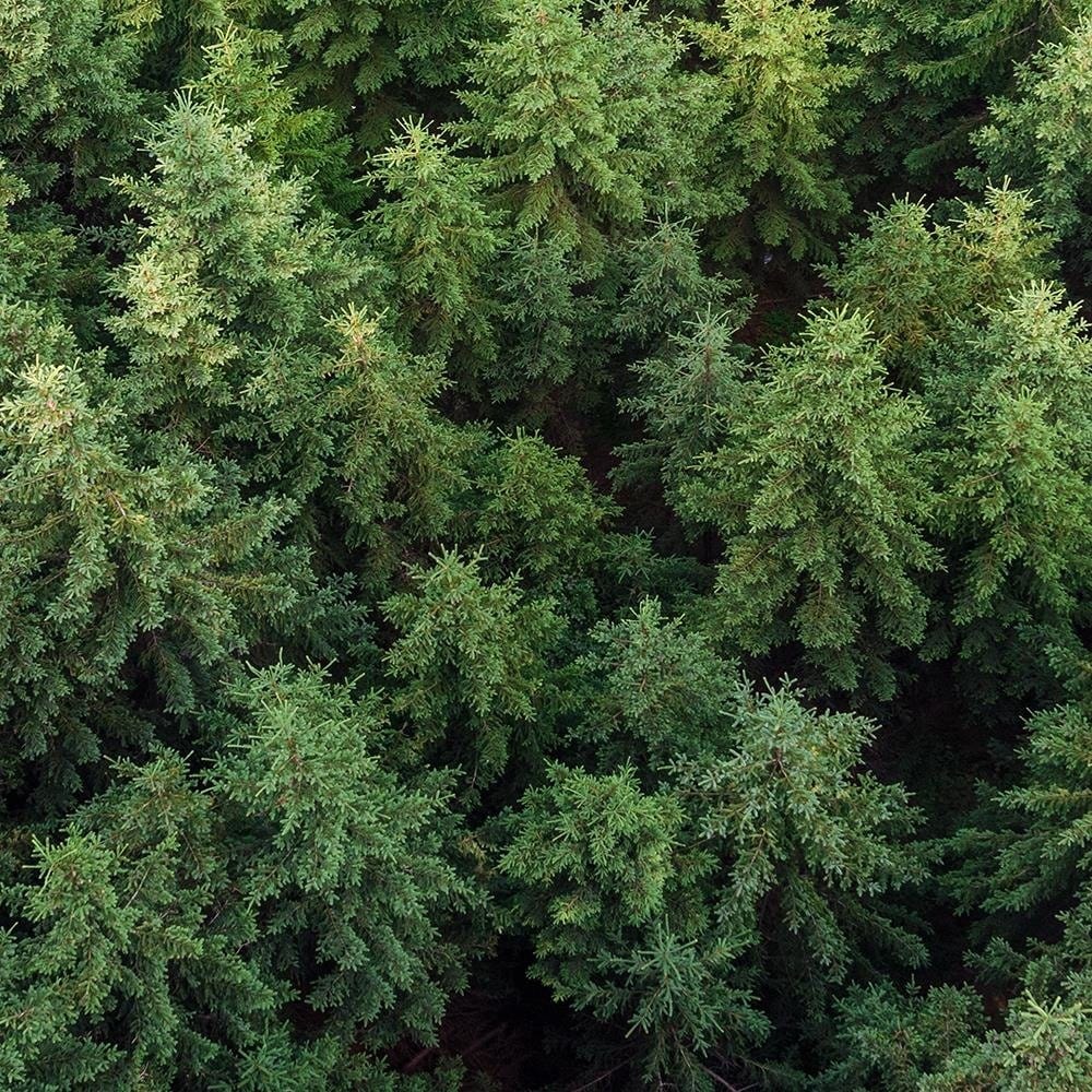 Glezna baltā rāmī - Spruce Forest  Home Trends DECO