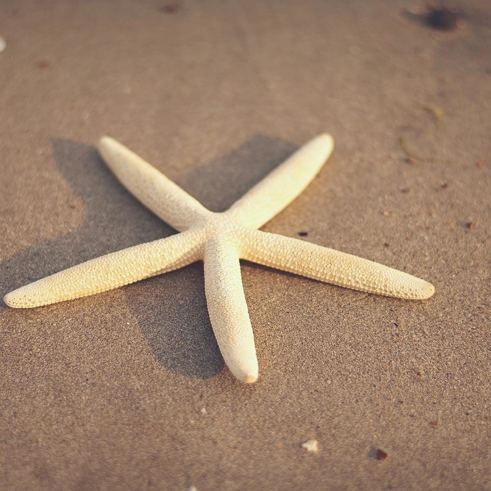 Glezna baltā rāmī - Starfish  Home Trends DECO