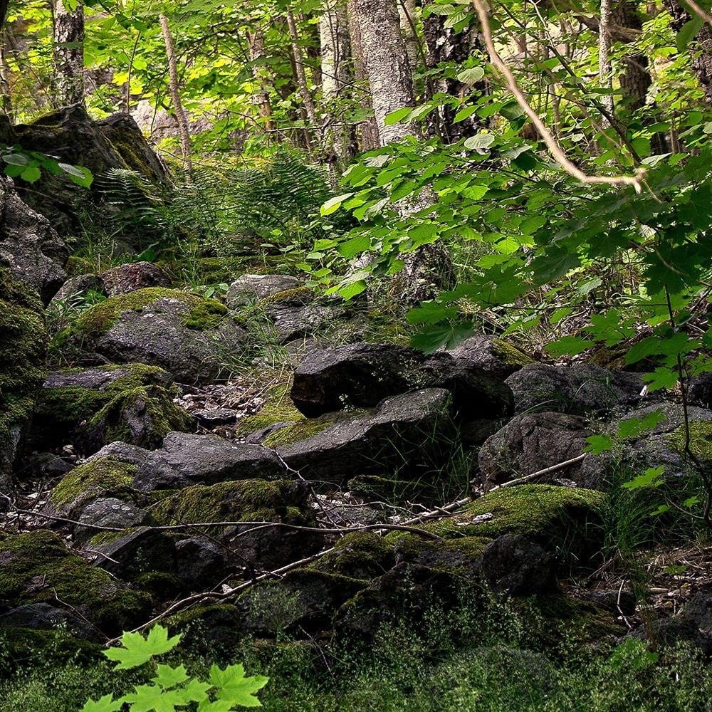 Glezna baltā rāmī - Stones In The Forest  Home Trends DECO