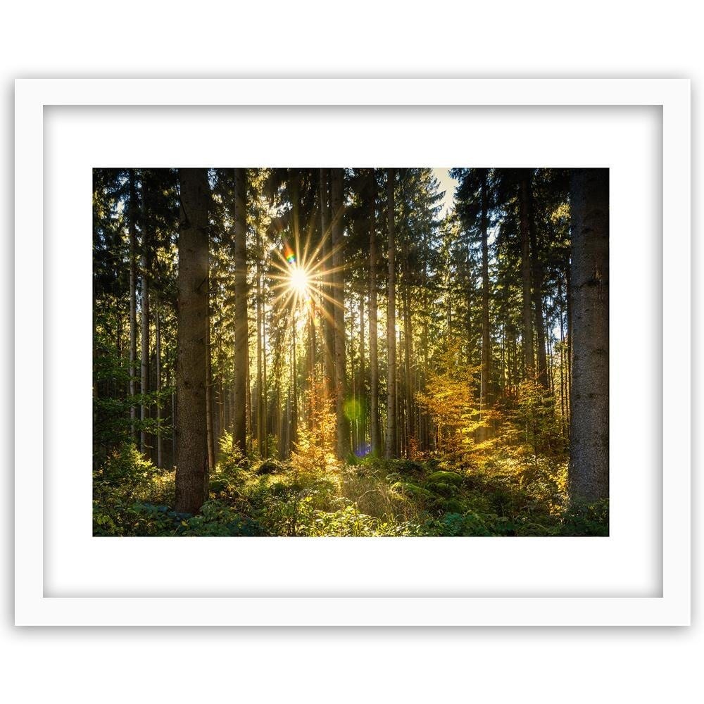 Glezna baltā rāmī - Sun In The Forest  Home Trends DECO