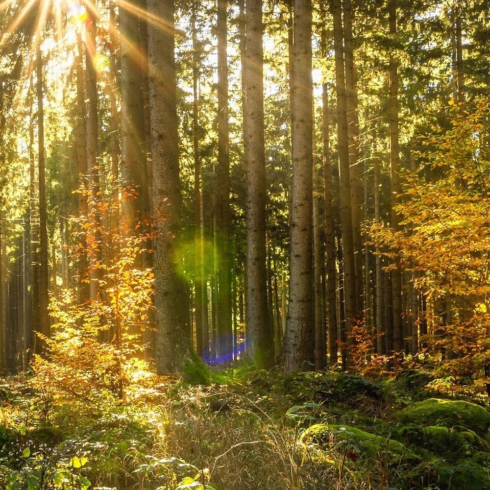 Glezna baltā rāmī - Sun In The Forest  Home Trends DECO