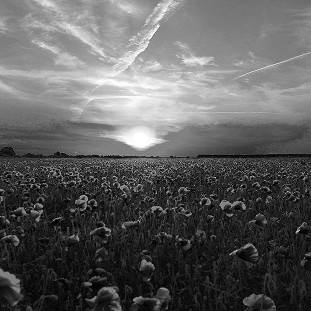 Glezna baltā rāmī - Sunset Over A Field Poppy 2  Home Trends DECO