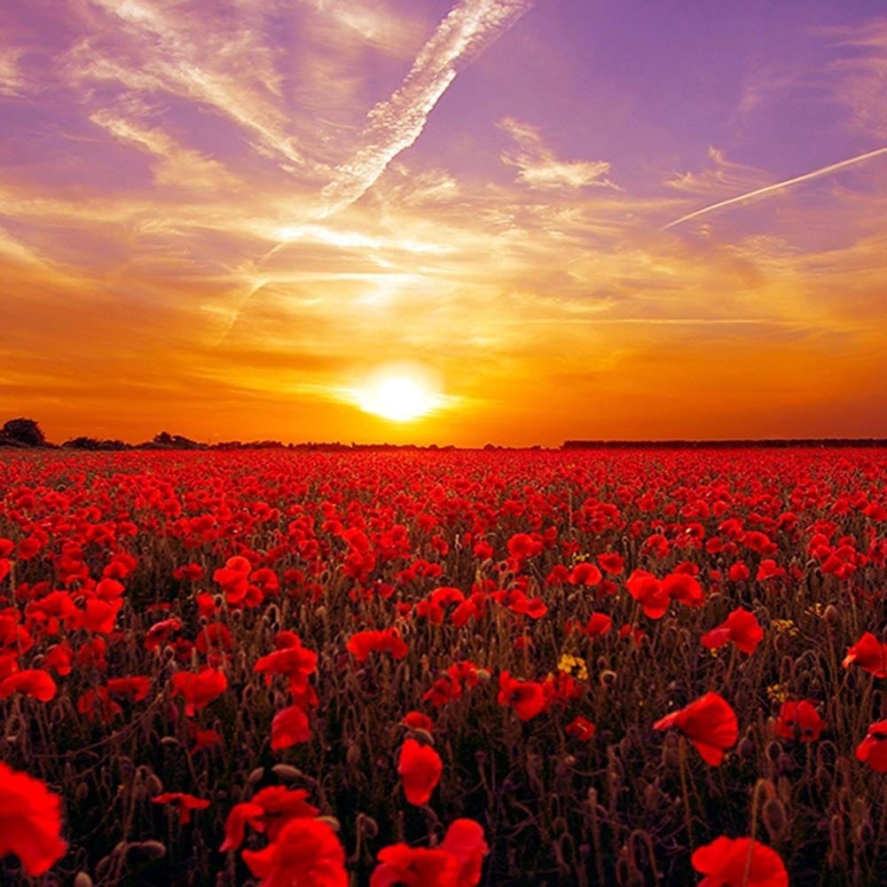 Glezna baltā rāmī - Sunset Over A Field Poppy 3  Home Trends DECO