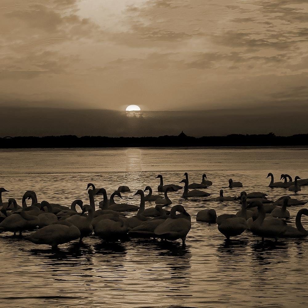 Glezna baltā rāmī - Swans On Shore 1  Home Trends DECO
