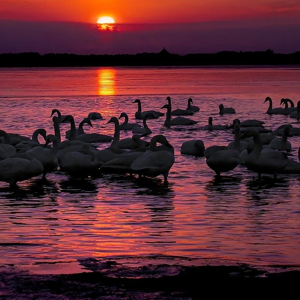 Glezna baltā rāmī - Swans On The Lake  Home Trends DECO