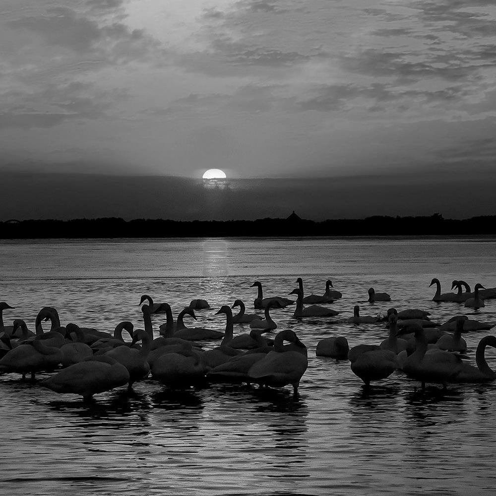 Glezna baltā rāmī - Swans On The Shore Of A Lake 2  Home Trends DECO