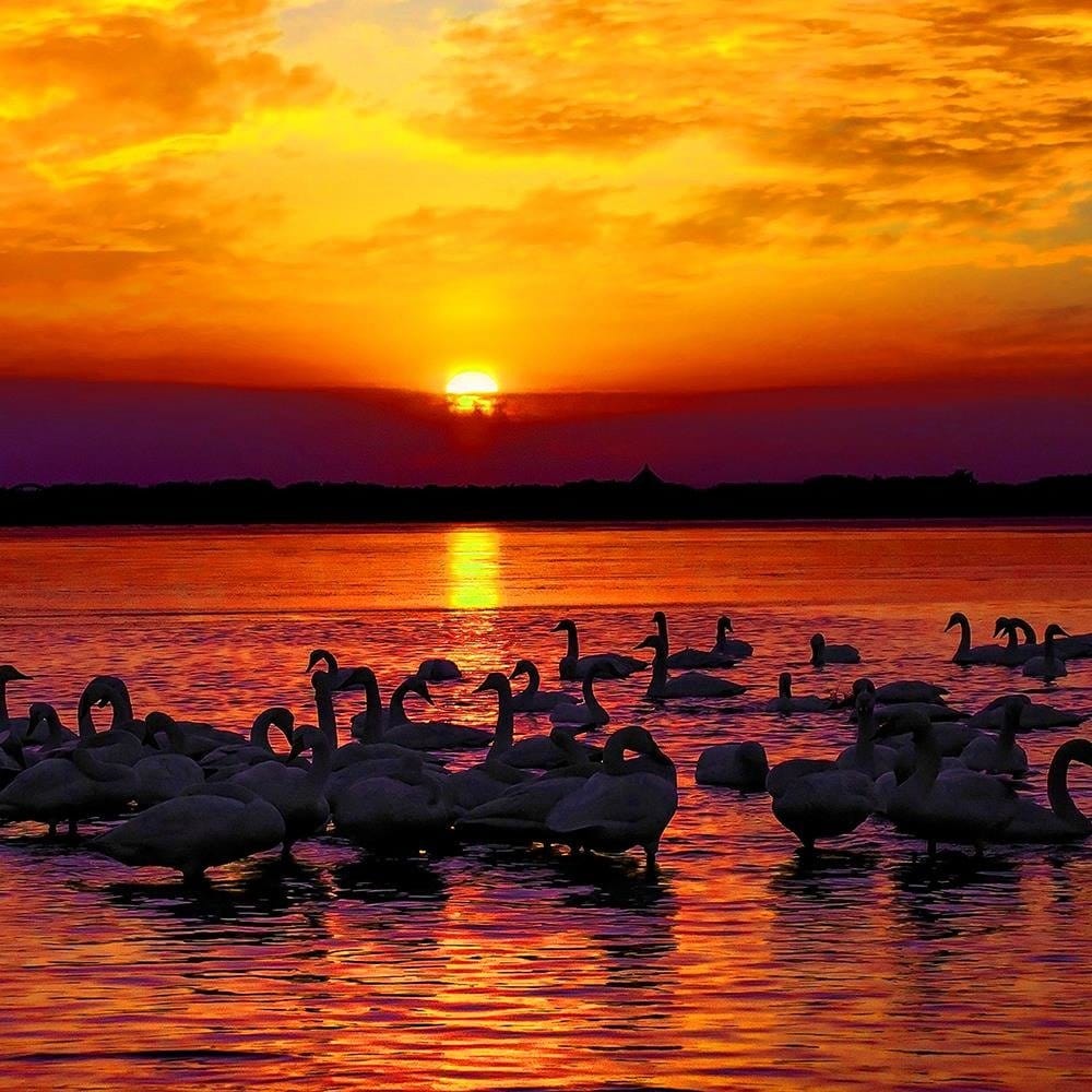 Glezna baltā rāmī - Swans On The Shore Of A Lake 3  Home Trends DECO