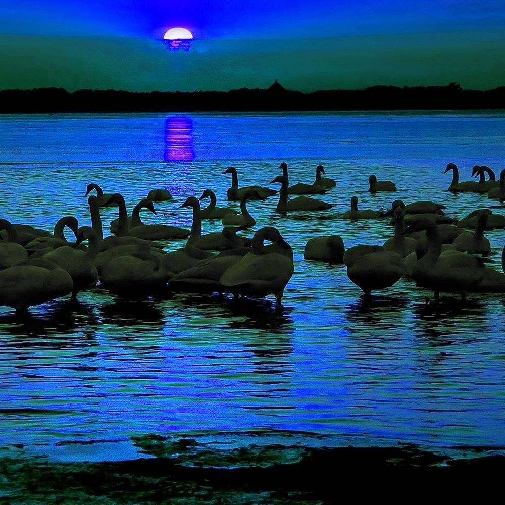 Glezna baltā rāmī - Swans On The Shore Of A Lake  Home Trends DECO