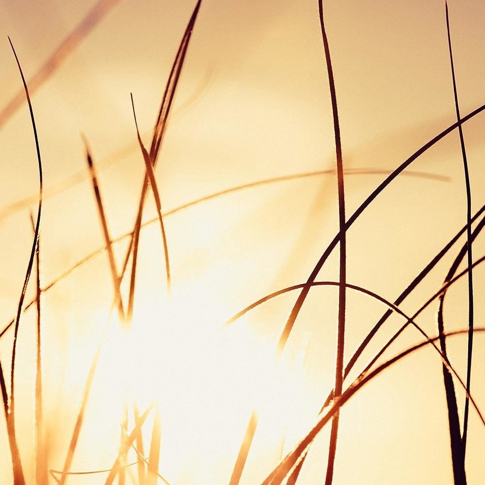 Glezna baltā rāmī - The Grass In The Sunshine  Home Trends DECO