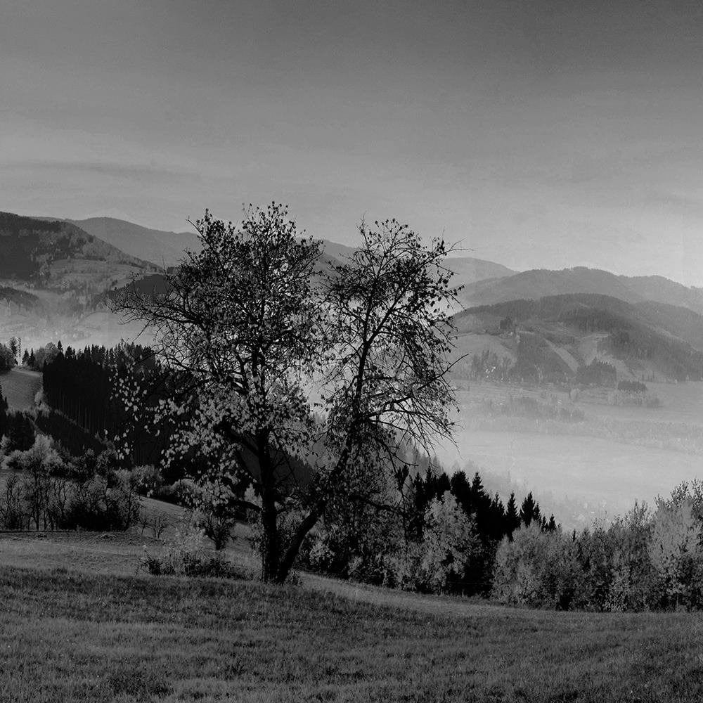 Glezna baltā rāmī - The Hills Of Autumn Trees 2  Home Trends DECO