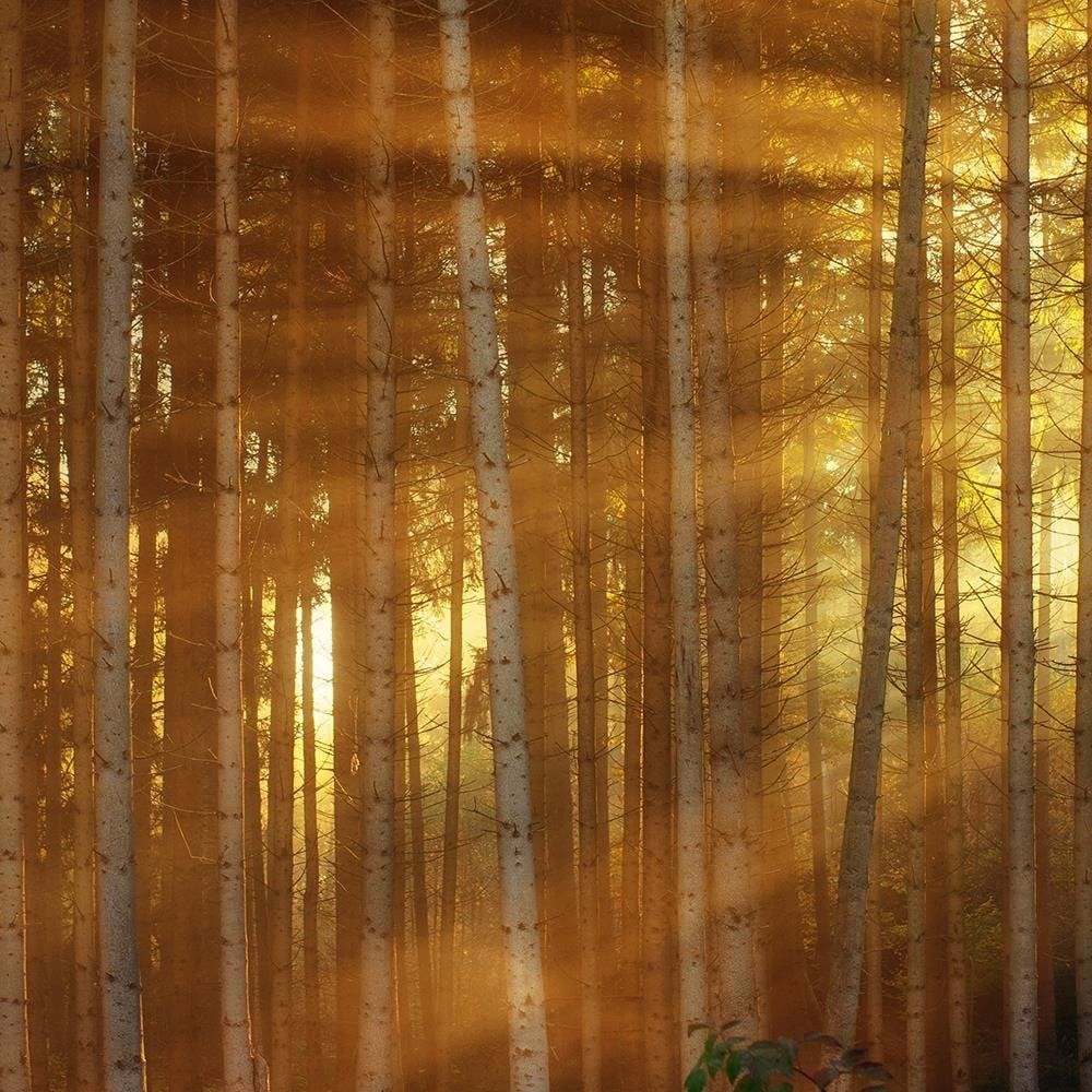 Glezna baltā rāmī - The Rays Of The Sun In The Dense Forest  Home Trends DECO