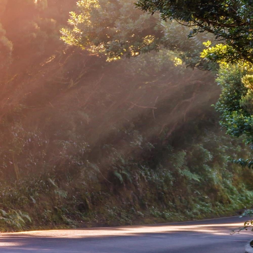 Glezna baltā rāmī - The Rays Of The Sun On The Forest Road  Home Trends DECO