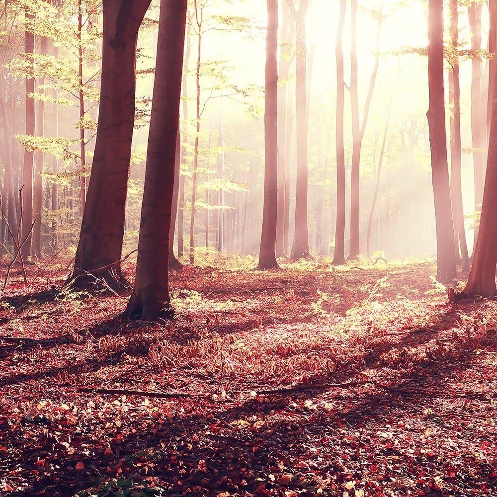Glezna baltā rāmī - The Rays Of The Sun Through The Trees  Home Trends DECO