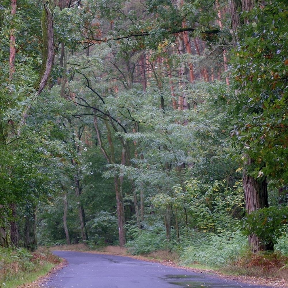 Glezna baltā rāmī - The Road Through The Forest  Home Trends DECO