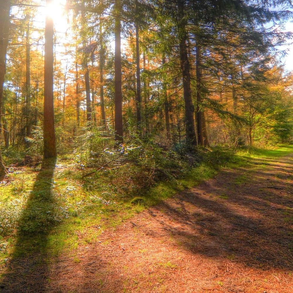 Glezna baltā rāmī - The Sun Among The Trees  Home Trends DECO