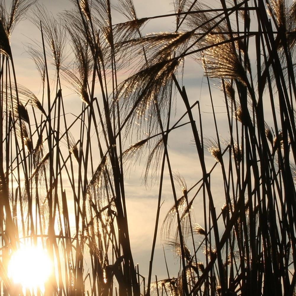 Glezna baltā rāmī - The Sun In The Grass  Home Trends DECO