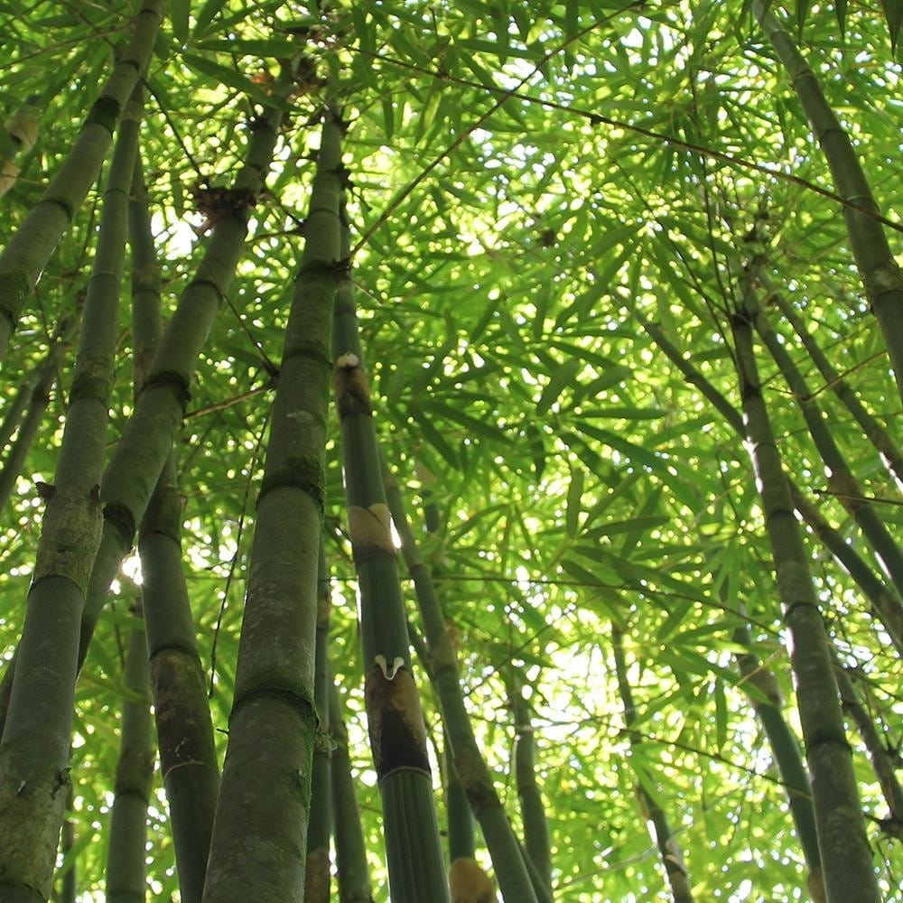 Glezna baltā rāmī - The Tips Of Bamboo  Home Trends DECO