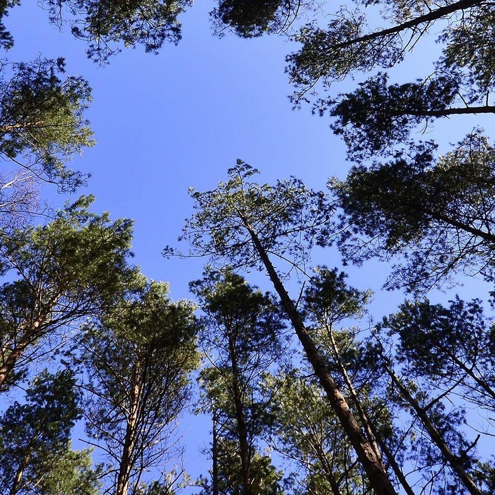 Glezna baltā rāmī - The Tips Of The Pines  Home Trends DECO