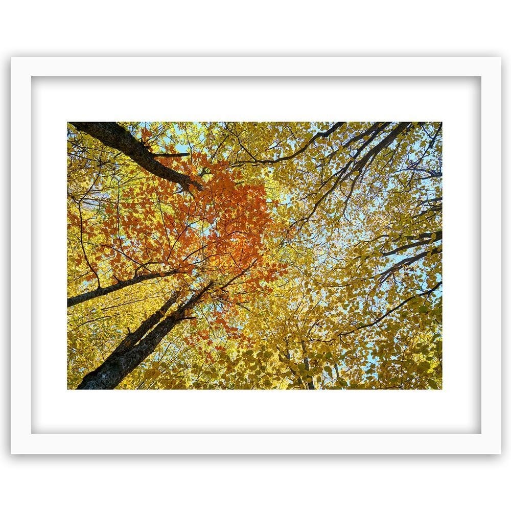 Glezna baltā rāmī - The Tops Of The Trees In Autumn  Home Trends DECO