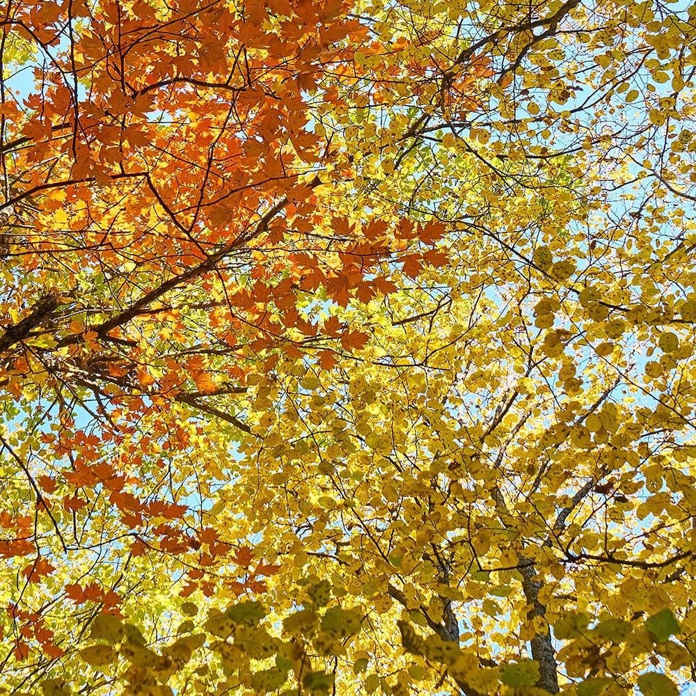 Glezna baltā rāmī - The Tops Of The Trees In Autumn  Home Trends DECO