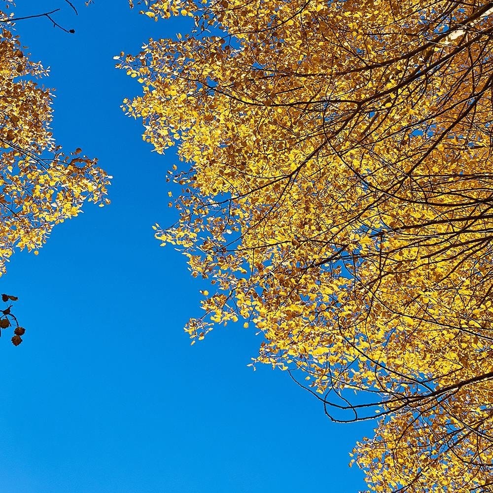 Glezna baltā rāmī - The Tops Of Trees In Autumn  Home Trends DECO