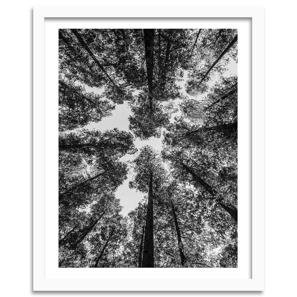 Glezna baltā rāmī - The Treetops  Home Trends DECO