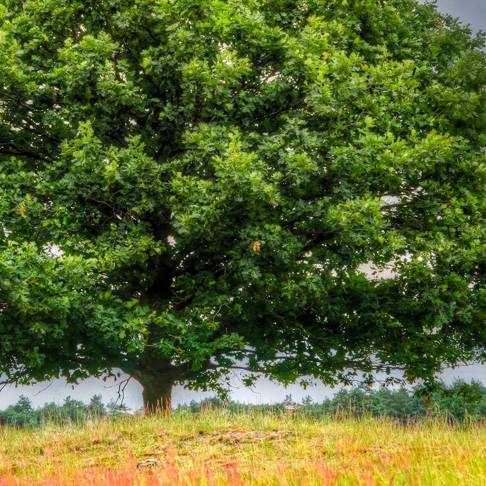 Glezna baltā rāmī - Tree Before The Storm  Home Trends DECO