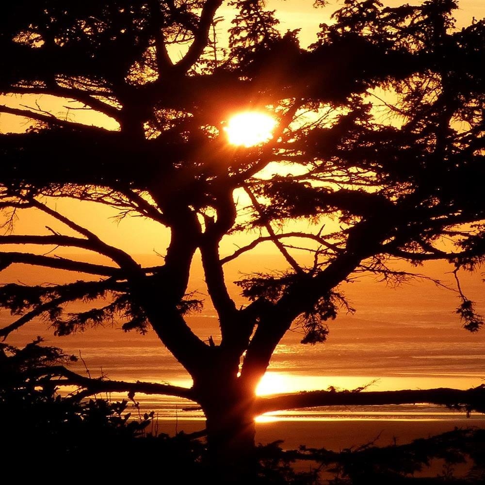 Glezna baltā rāmī - Tree By The Sea At Sunset  Home Trends DECO