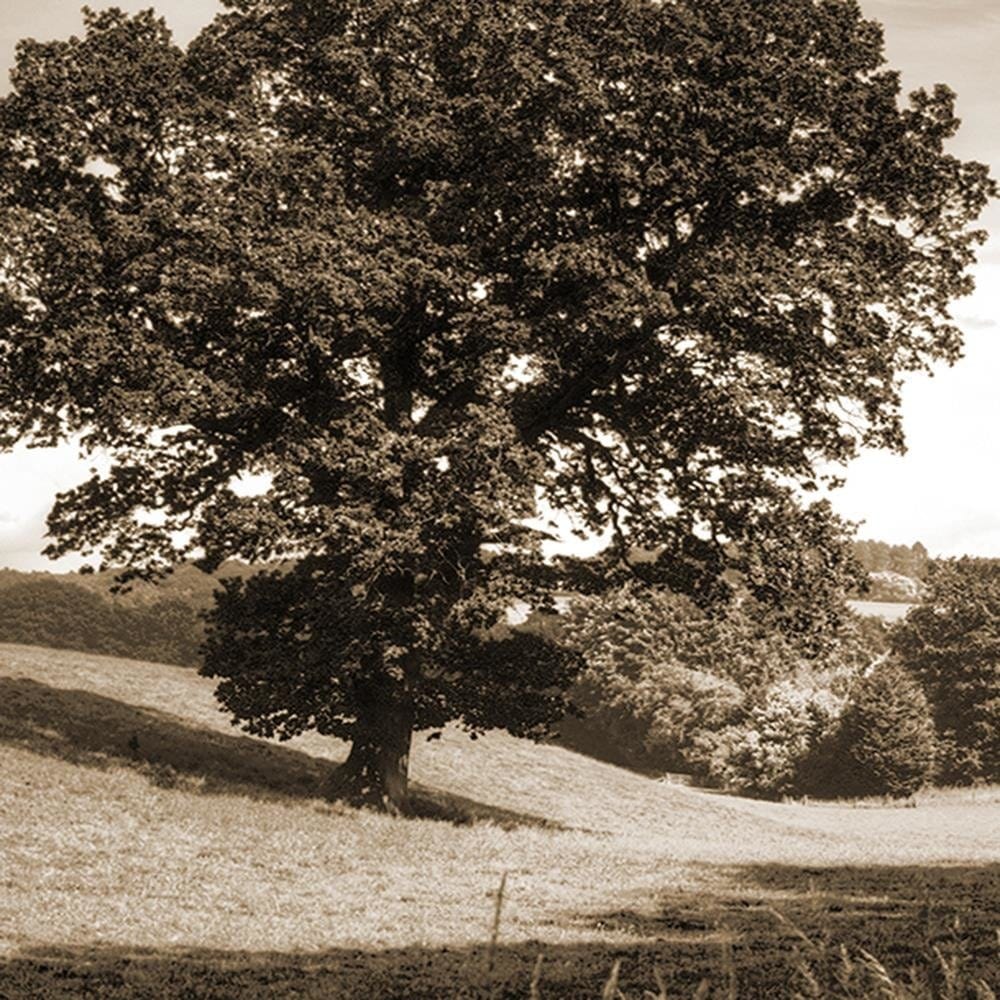 Glezna baltā rāmī - Tree Clearing 1  Home Trends DECO