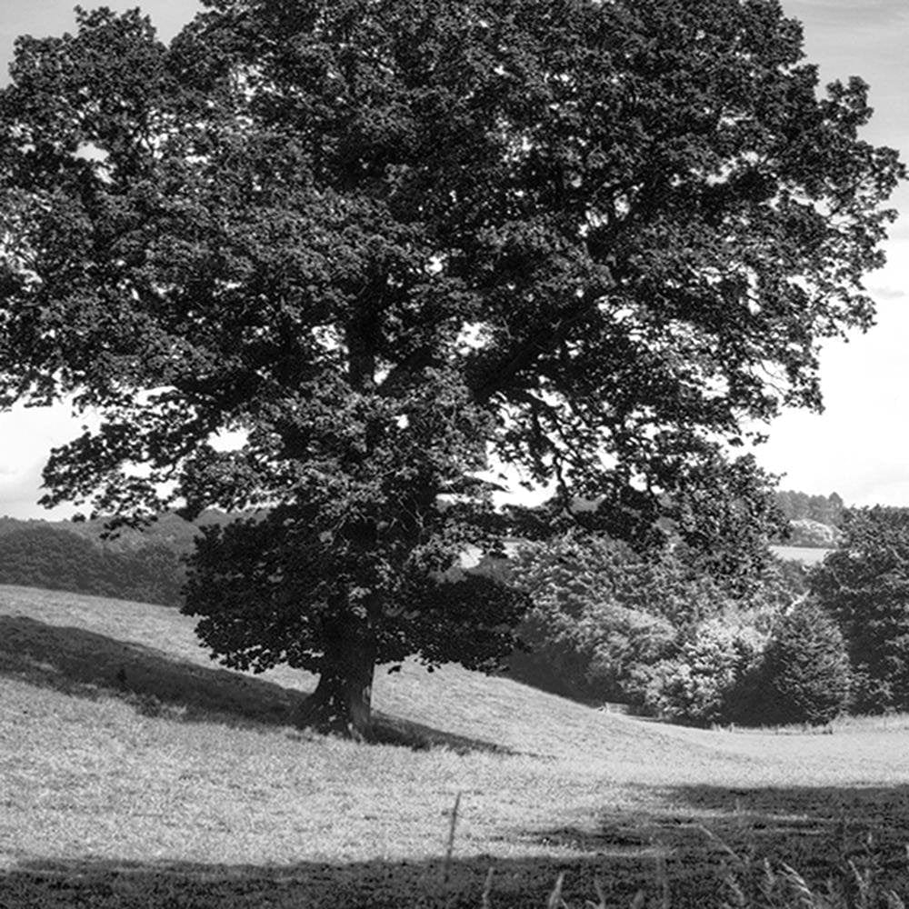 Glezna baltā rāmī - Tree Clearing 2  Home Trends DECO