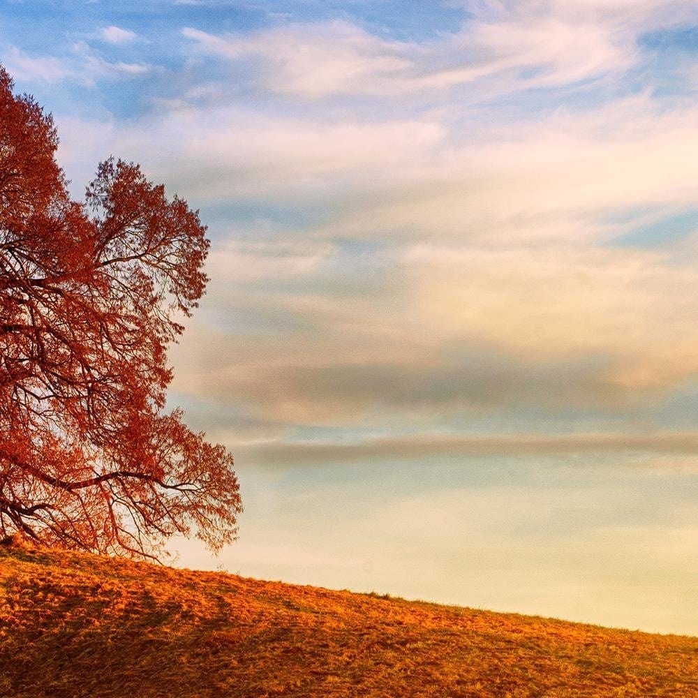 Glezna baltā rāmī - Tree On The Hill  Home Trends DECO