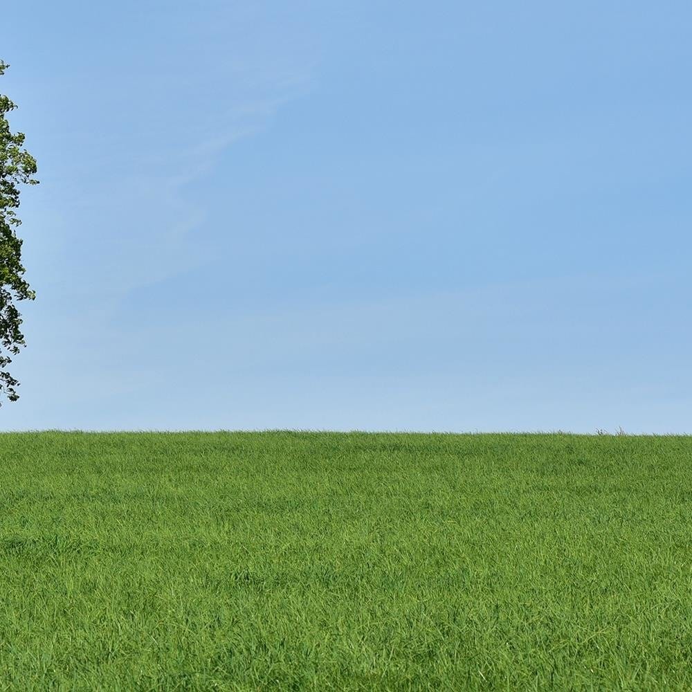 Glezna baltā rāmī - Tree On The Meadow  Home Trends DECO