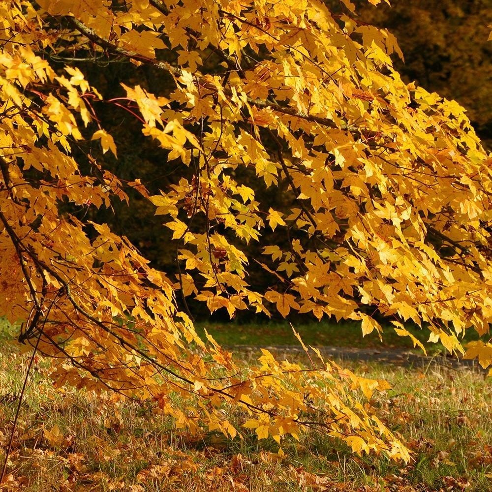 Glezna baltā rāmī - Tree With Yellow Leafs  Home Trends DECO