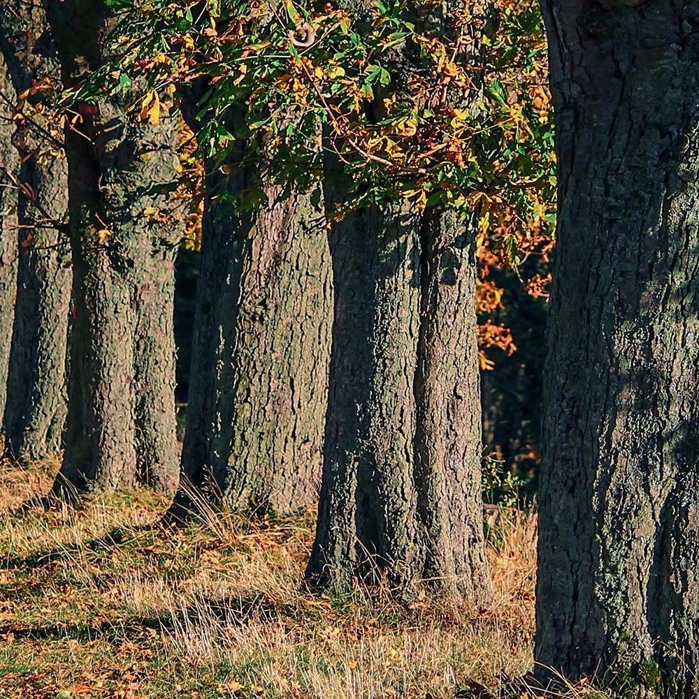 Glezna baltā rāmī - Trees In The Park In Autumn  Home Trends DECO