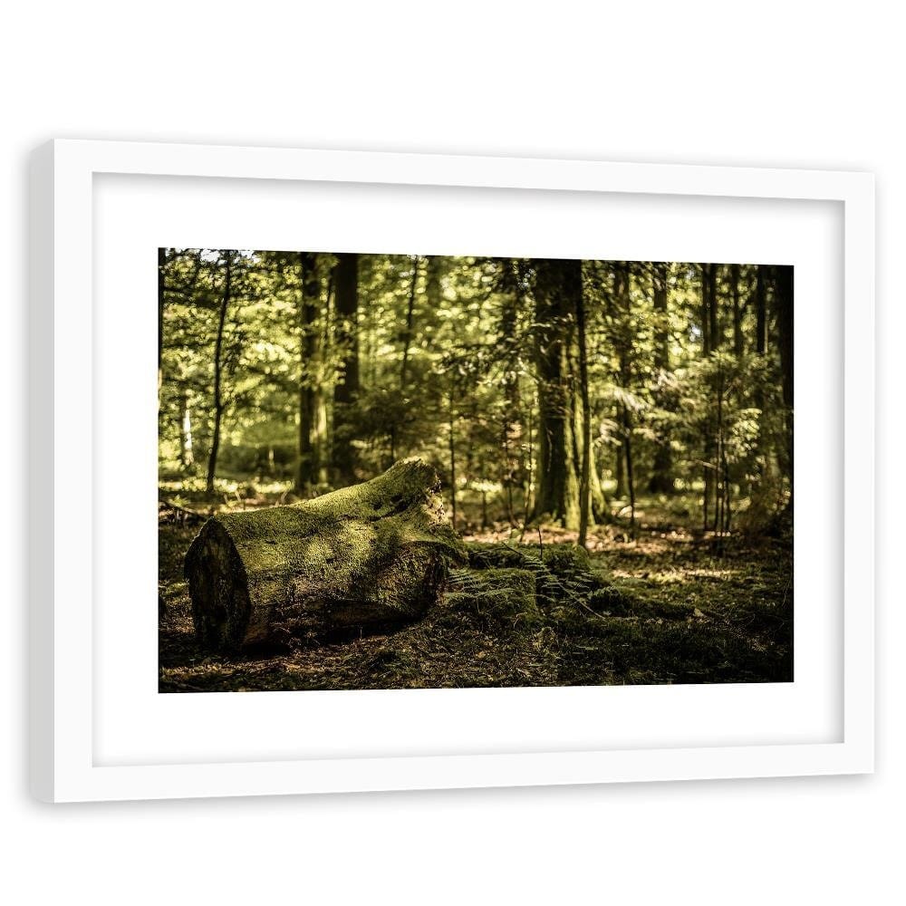 Glezna baltā rāmī - Trunk Covered With Moss  Home Trends DECO
